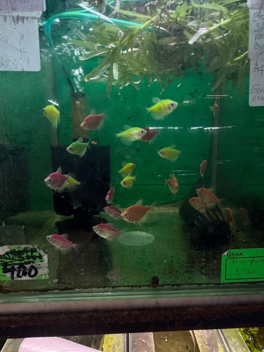 Аквариумные рыбки