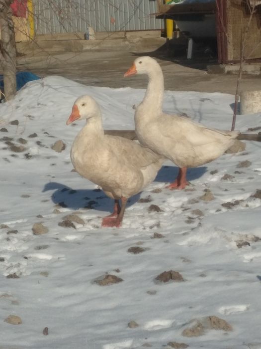 Гуси порода «линда»