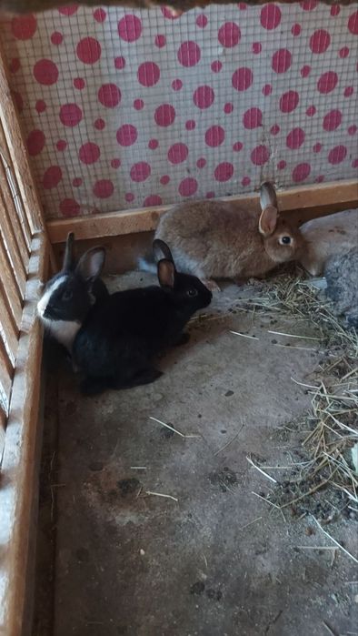 Quyonla sotladi xamasi 3 Katta 3 maydasi