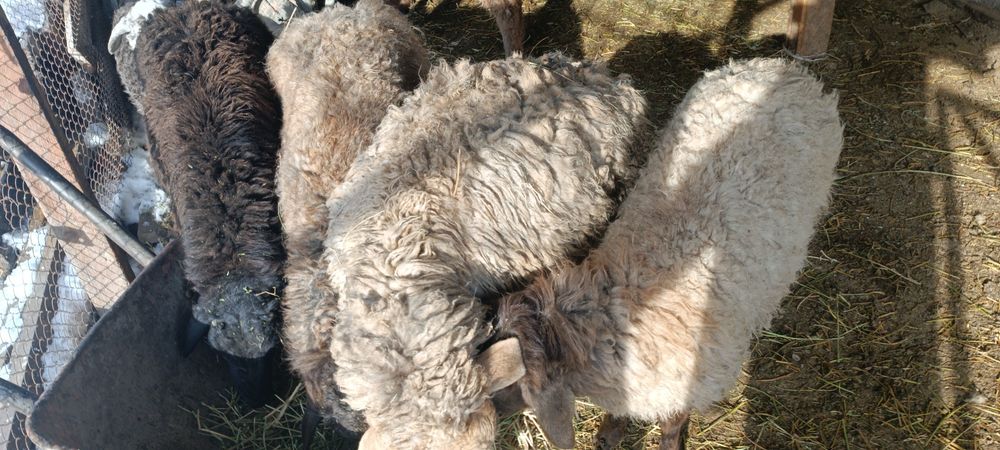 Токты кой Сатам семыз