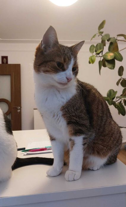 Donație pisică (motan) adult (5-6 ani)