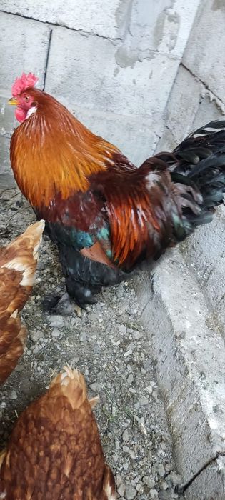 Петух красивый молодой продам