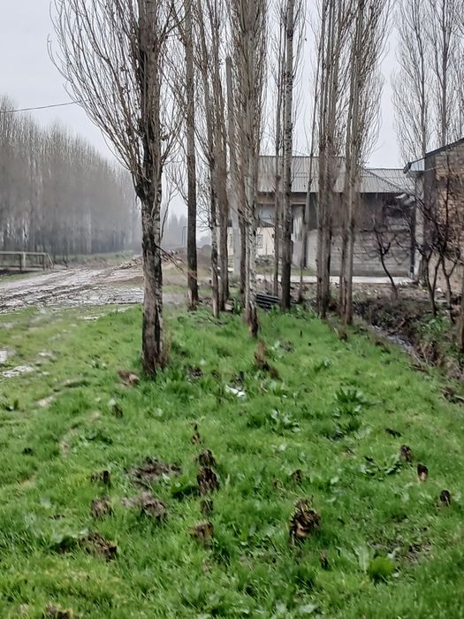 Terak sotiladi srochna