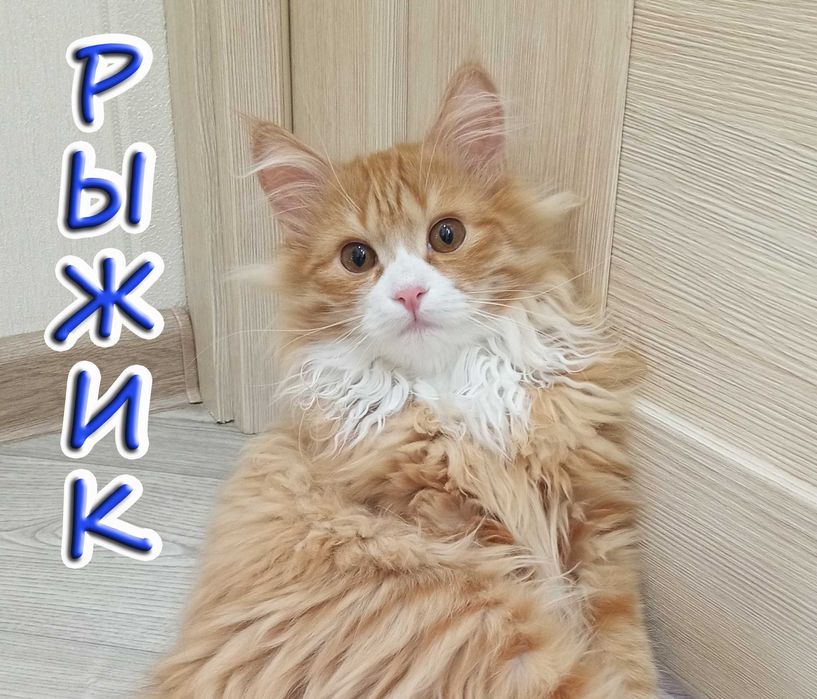 Отдам котёнка - солнечный мальчик.