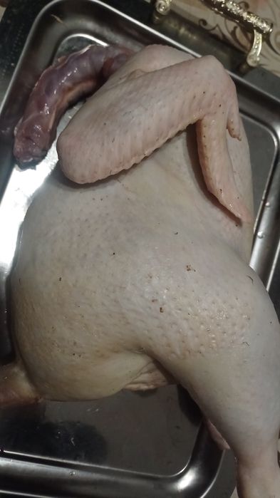 Домашние бройлеры бройлер