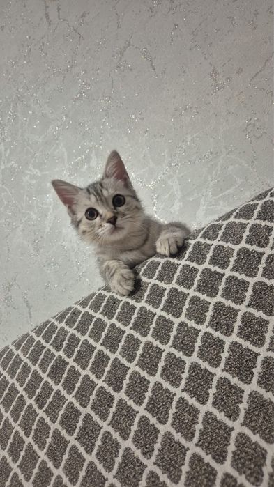 Отдам кота в добрые руки