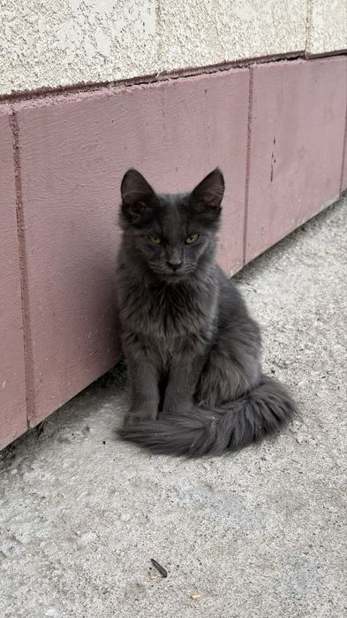 Котенок мальчик 4-5 месяцев