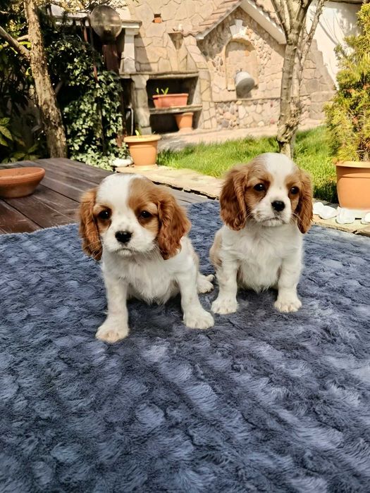 Кавалер Кинг Чарлз шпаньол