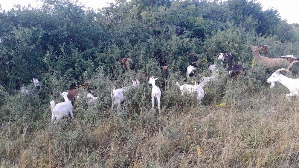 Vând  capre  500  lei  Bucata   Ietitii  350  bucata