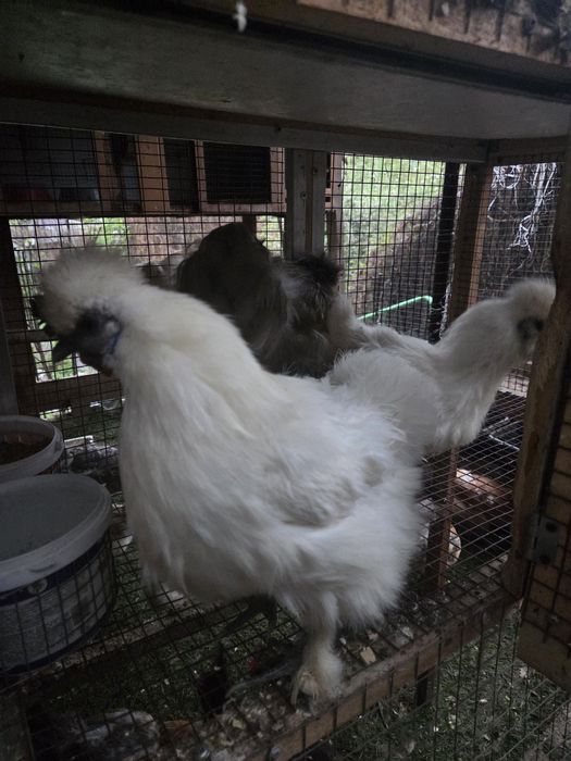 Семья китайских шелковых.