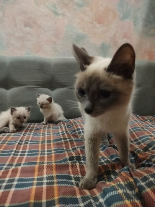 Сиамские котята.