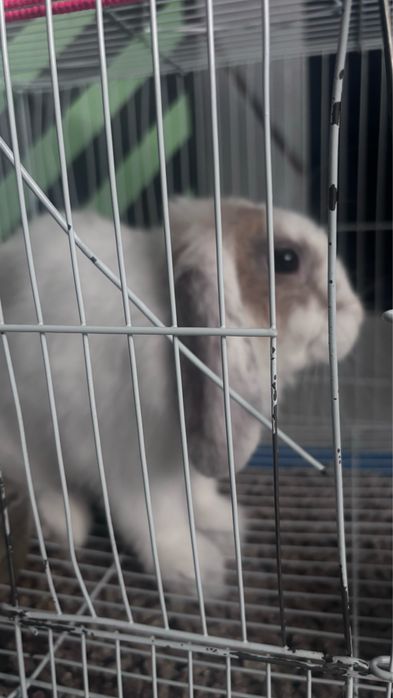 Продам кролика домашний