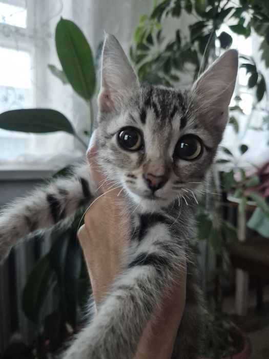 Отдам котят в хорошие руки