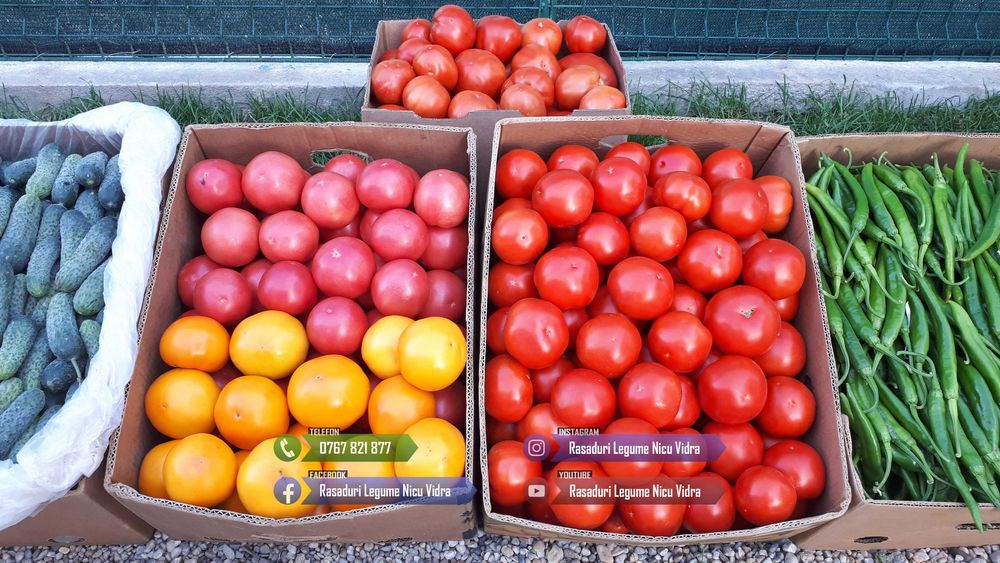 Rasaduri Legume : Rasad de rosii tomate ardei vinete castraveti varza