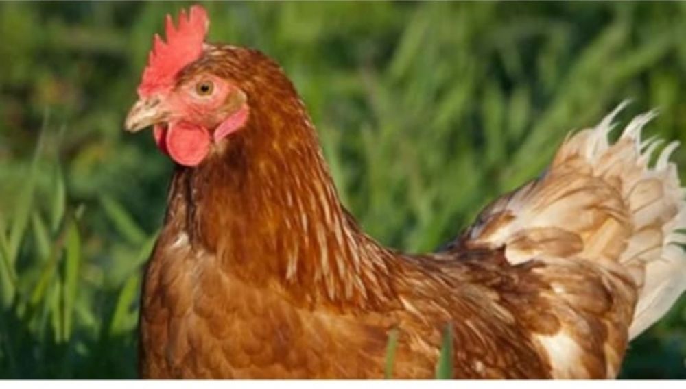 Продам кур домашних