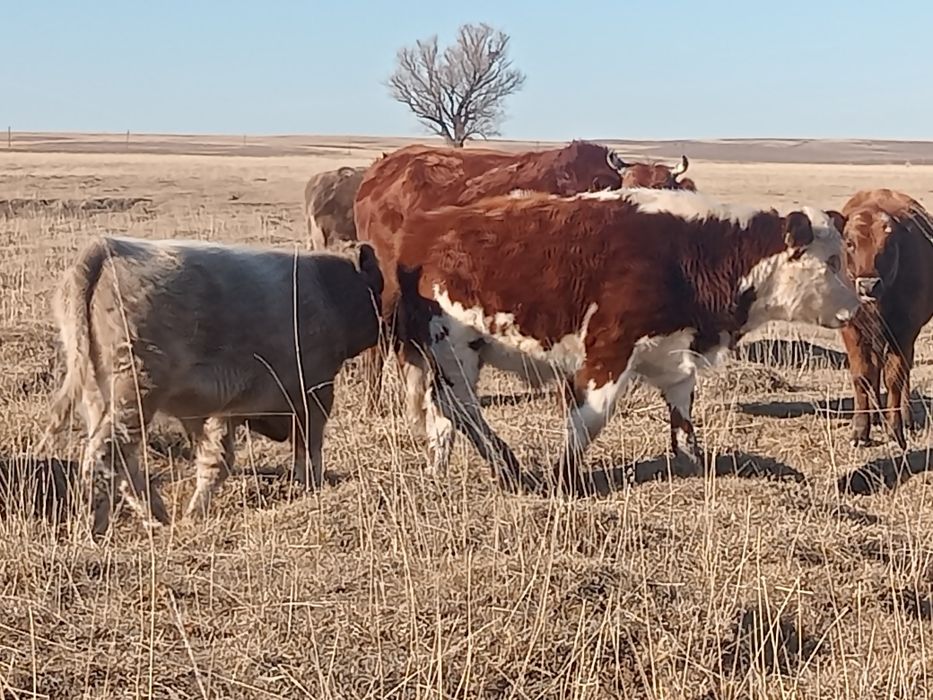 Еркек подсостар сатылады