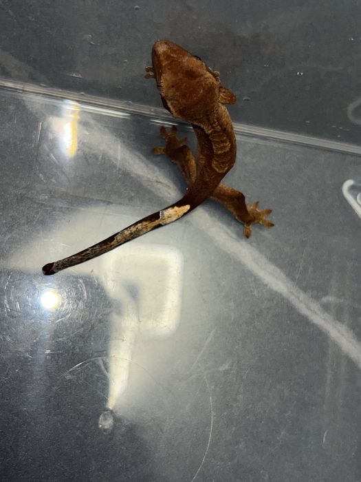 pui de crested gecko