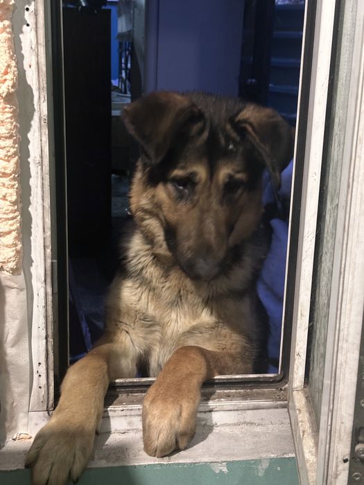 Породистая овчарка