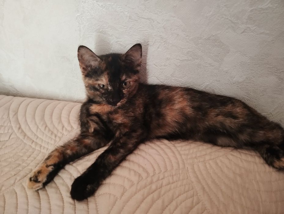Кошечка 3.5 месяца