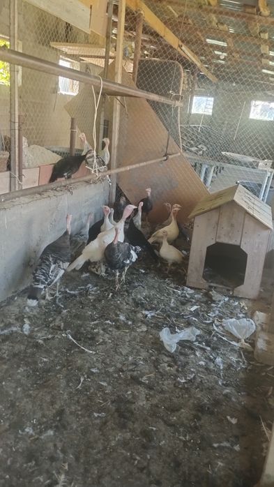 Индюки сатамын 15бас