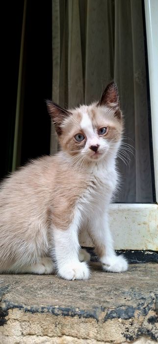 Котенок в добрые руки