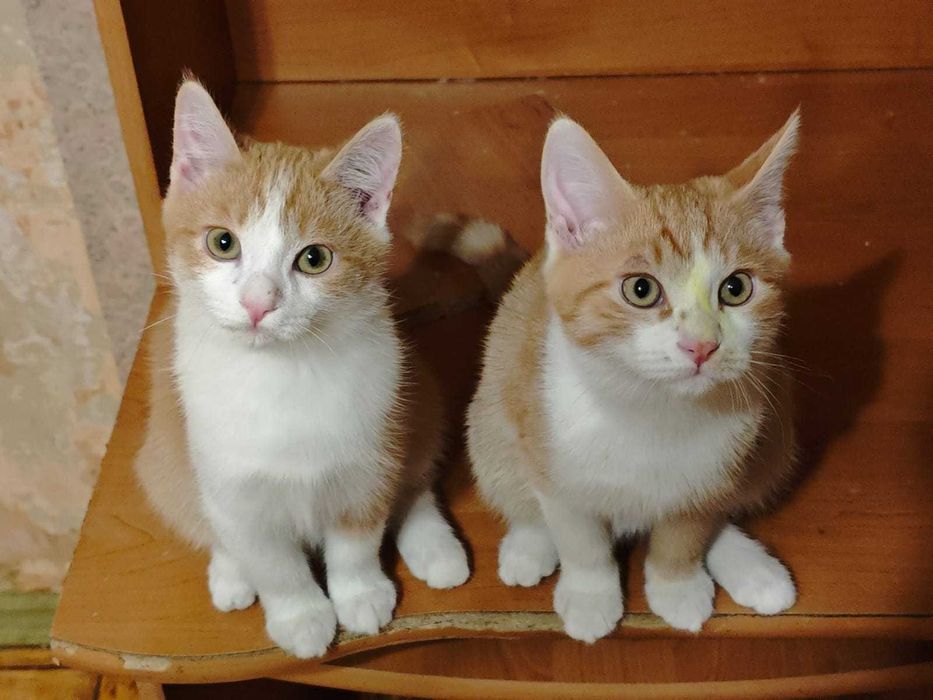 Котята бесплатно