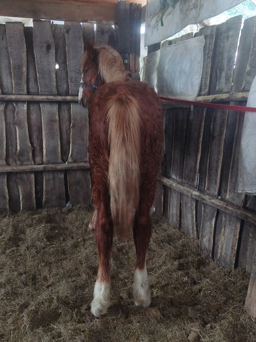 Продам жеребят две головы