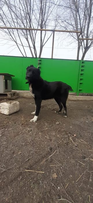 Поводом щенки САО