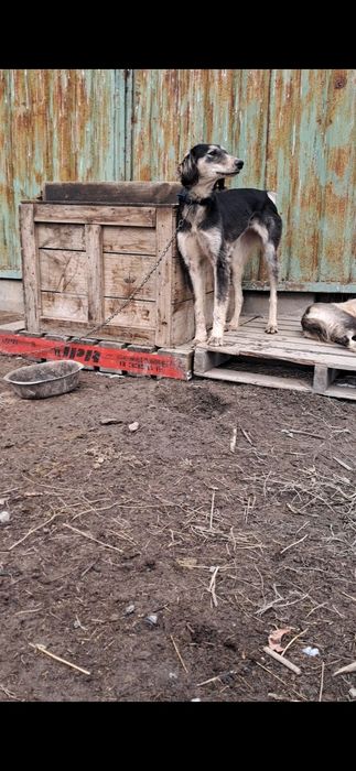 Тазы сатылады  ургашы  11айлык