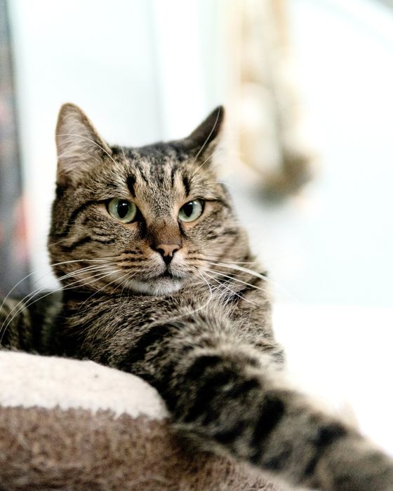 Кроткият Рико на 2,5 г. търси дом, кастриран