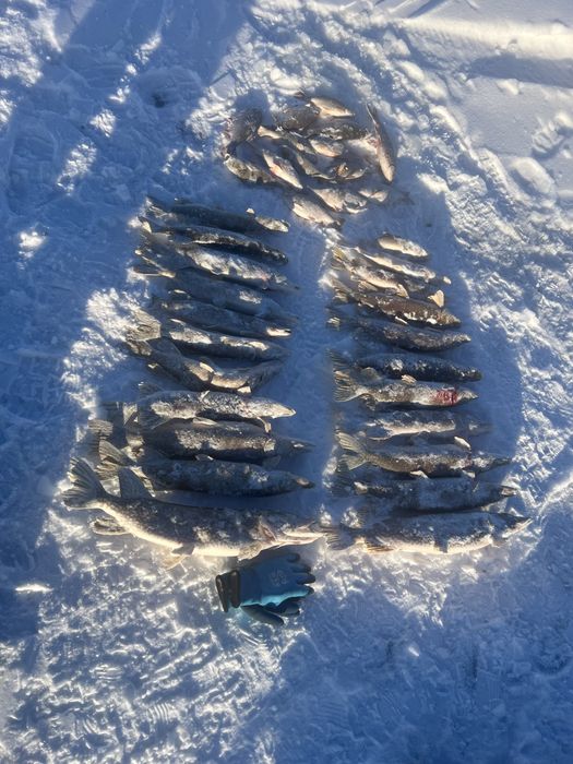 Щуки свежие на продажу