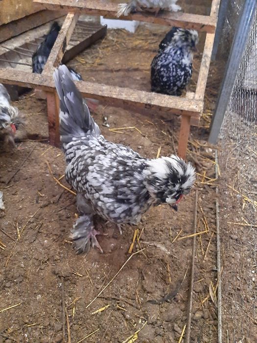 Струмски бантам!