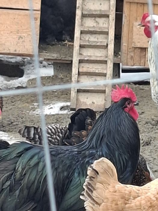 Cocosi de diferite rase