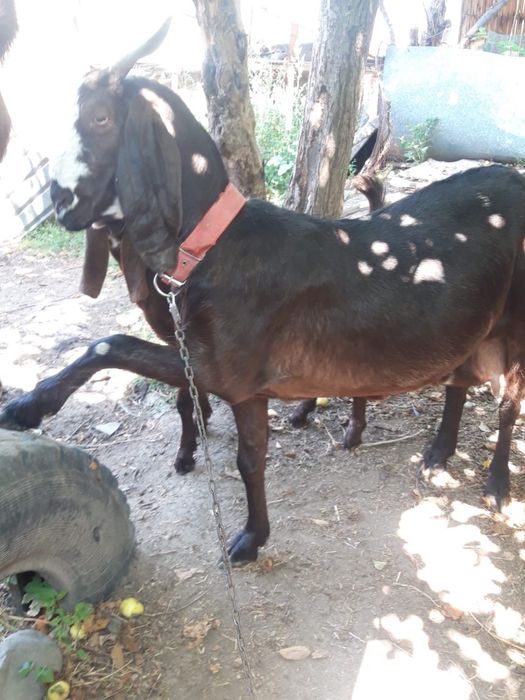 Продам коз битал