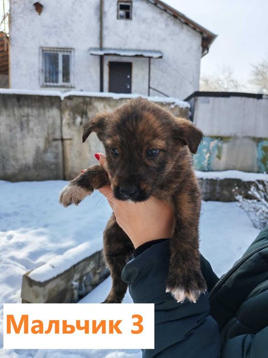 Щенки в добрые руки