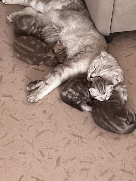 Котята Шотландцы мальчики 45.000