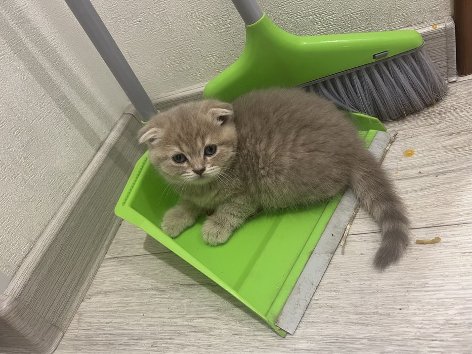 Продаются британские котята