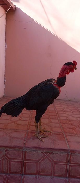 Мадагаскар зот отаси Мадагаскар онаси карис