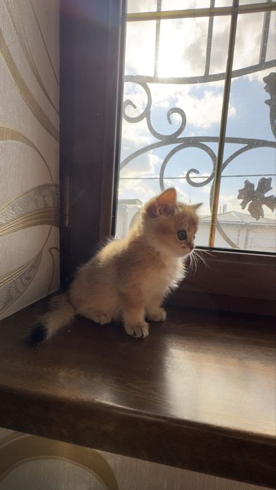 Золотая шиншилла девочка продаётся