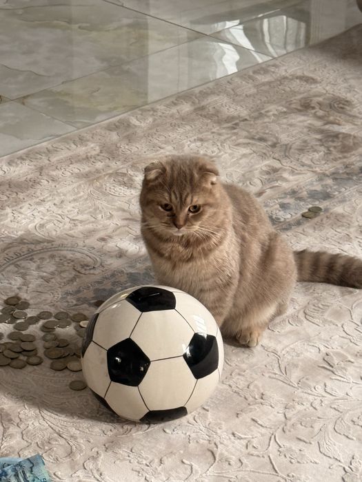 Кот Винсент продается срочно