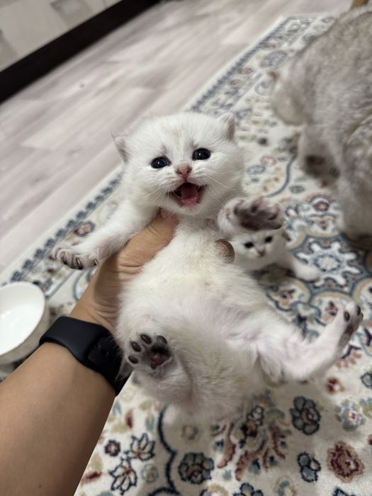 Шиншилы британские котята