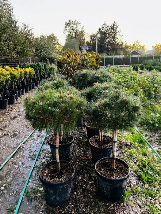 Grădină amenajata cu stil, plante ornamentale, tuia, catalpa