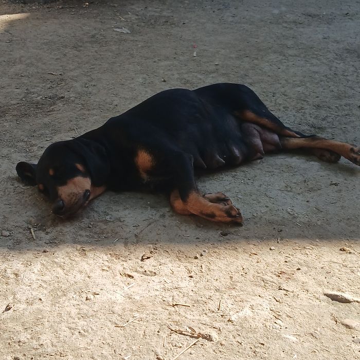 10 cățeluși drăgălași și jucăuși își caută famile.Au 4 săptămâni, provin din rasa Copoi Ardelenesc. Menționez că cățeluși nu sunt rasă pură.Adoptie!