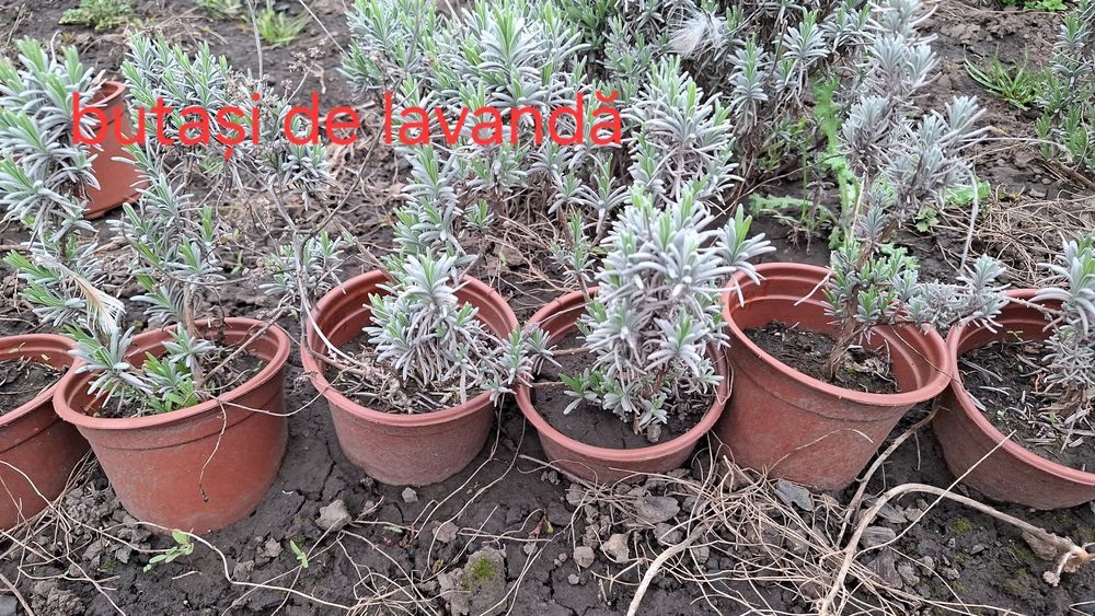 Butași de lavandă