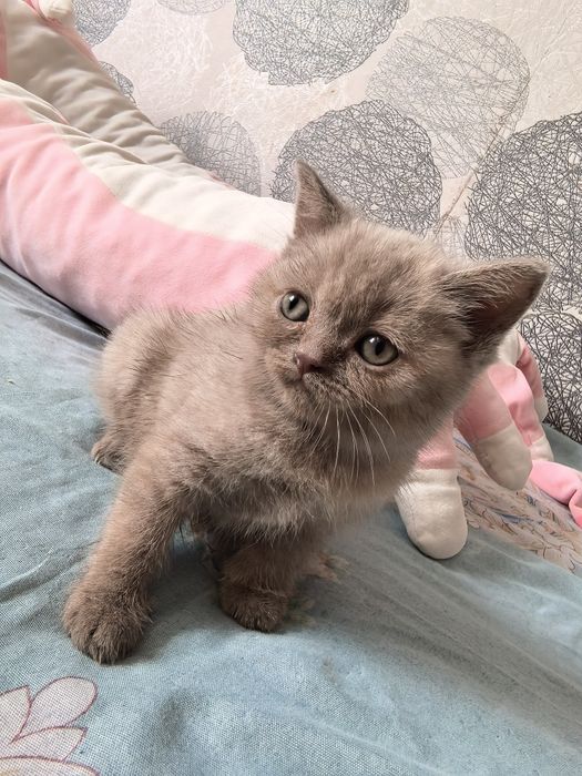 Отдам котёнка девочку