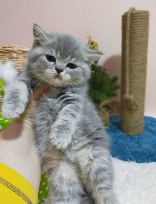 котята шотландские