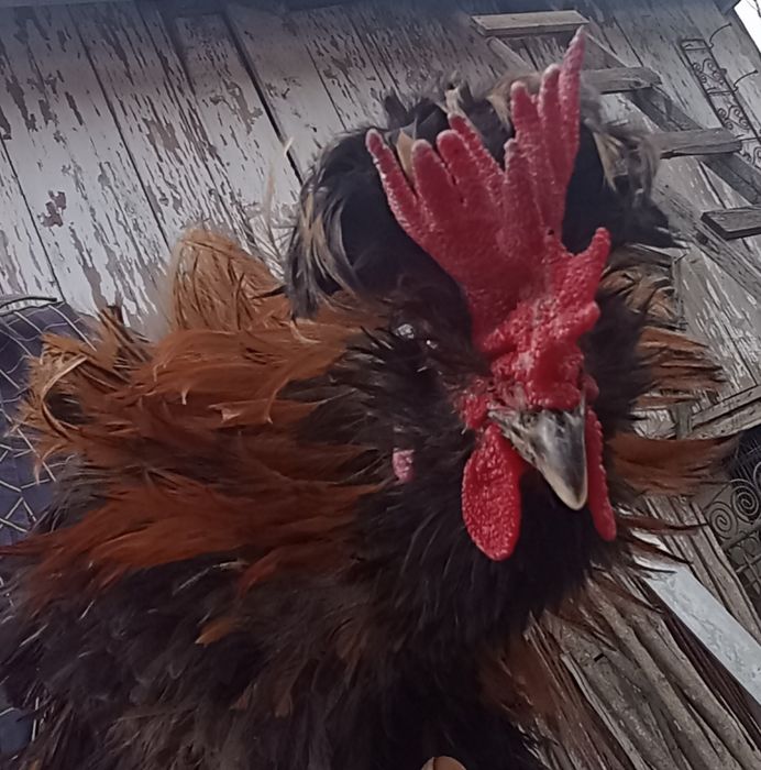 Vând cocoș frizat și zburlit, împreună cu o puicuță cu moț.Am obținut și pui frumoși de la ei, sunt de anul trecut