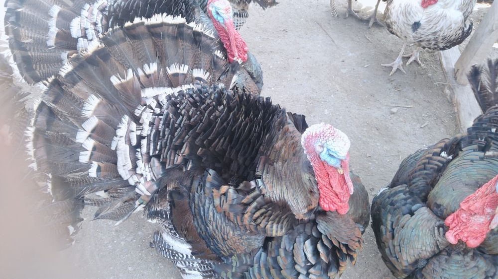 Индюки продам вывод Апрель 2025