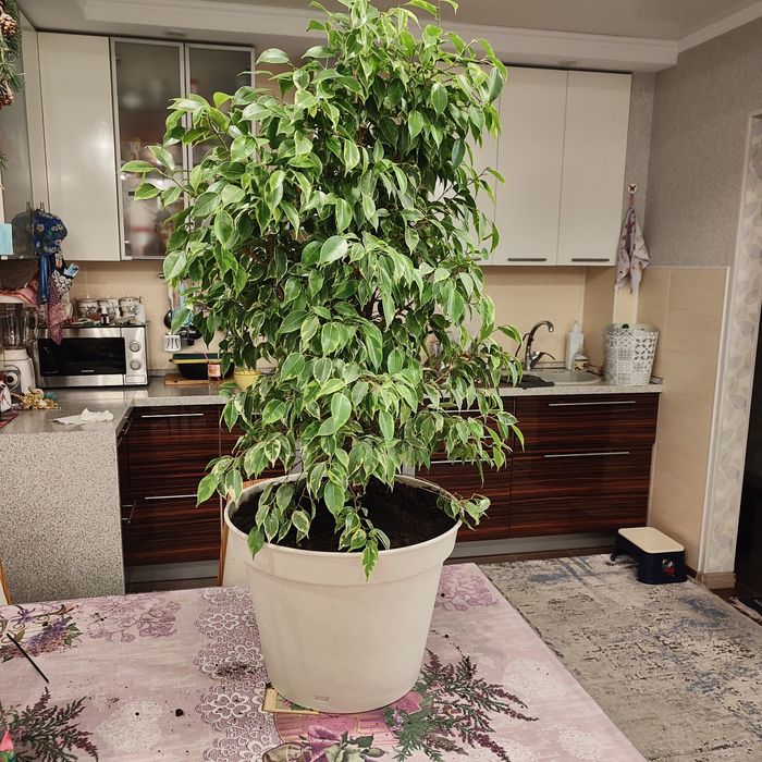 Продам фикус Бенджамин