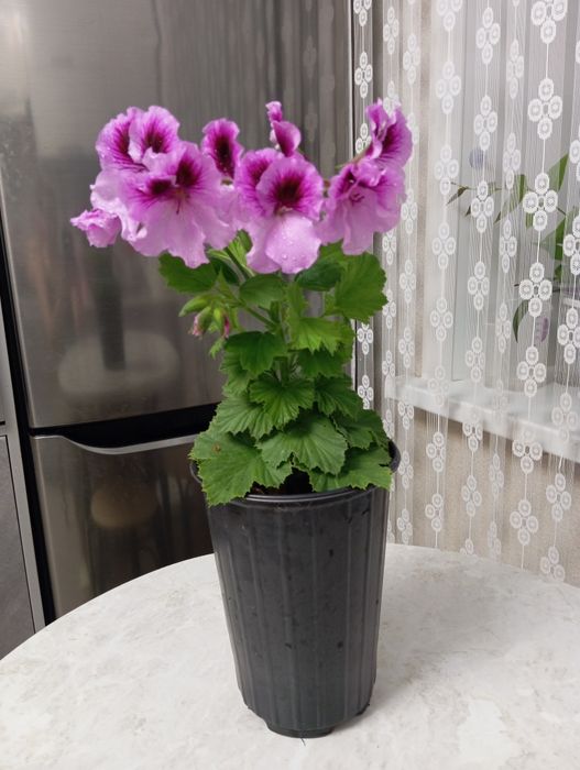 Продам королевскую пеларгонию
